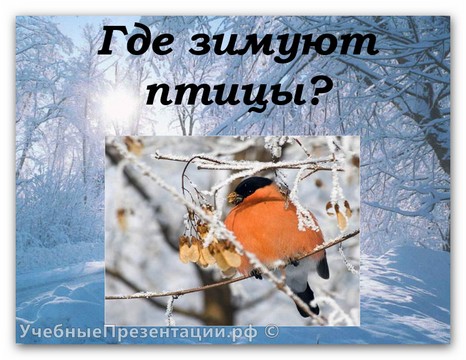 Где зимуют птицы?