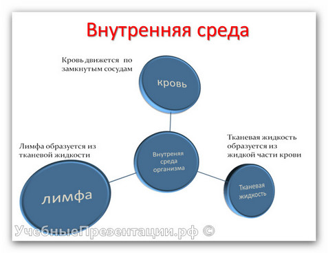 Внутренняя среда организма. Кровь